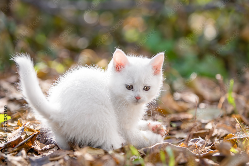 Naklejka premium Fluffy white kitten sitting among dry autumn leaf on the ground outdoors, curious and adorable, playful pet lifestyle.