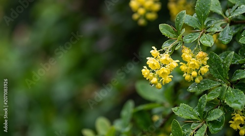 Yellow barberry blossoms with raindrops on green leaves