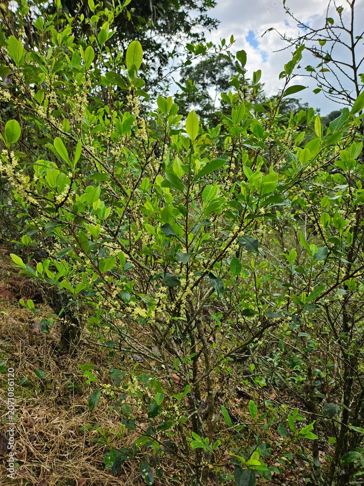 Fototapeta premium Coca Plantation in Peru – Flowering Coca Plant (Erythroxylum coca) in Cultivation