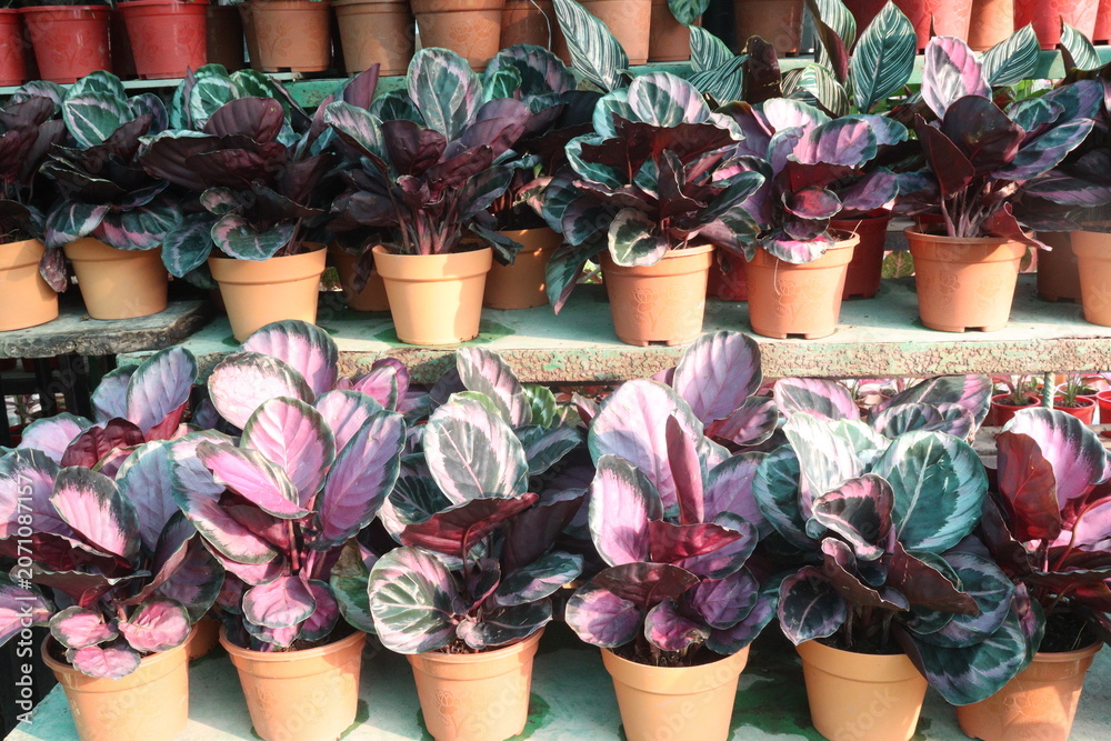 Fototapeta premium Goeppertia Roseopicta leaf plant on pot