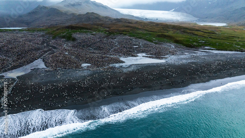 Foto Dense King Penguin Colony Packed Tightly on a Narrow South Georgia Beach Spit Be