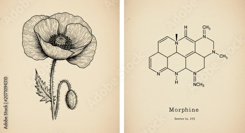 A detailed illustration of a poppy flower alongside its chemical structure diagram of morphine.
