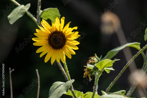 sunflower in the garden