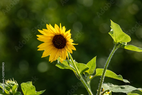 sunflower in the field