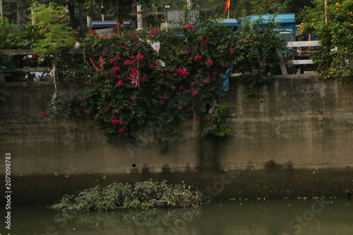 Schilderij op canvas Bougainvillea flowers overhanging concrete river wall with bougainvillea concret