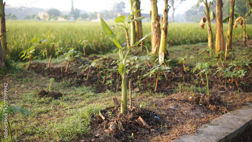 Photos This young banana tree is planted in a garden with warm morning sunlight