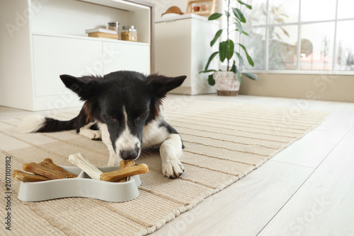 Cute Border Collie dog lyin...