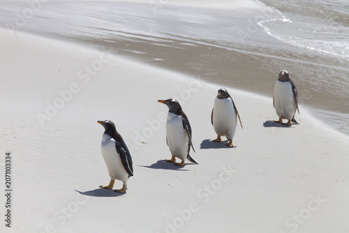Foto Four gentoo penguins walking in a row on the Falkland Islands