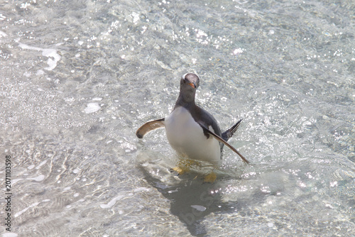 Obraz na płótnie Gentoo penguin coming ashore on the Falkland Islands