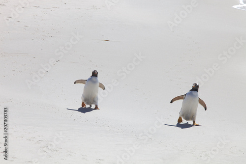 Two gentoo penguins walk along a beach on the Falkland Islands