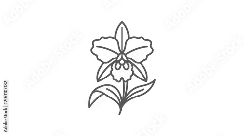 Cattleya orchid flower line art illustration on white background.