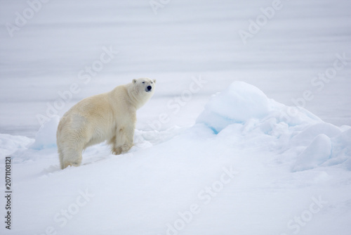 Polar bear on sea ice in the Arctic near Svalbard