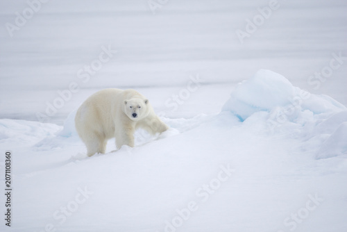 Polar bear on sea ice in the Arctic near Svalbard