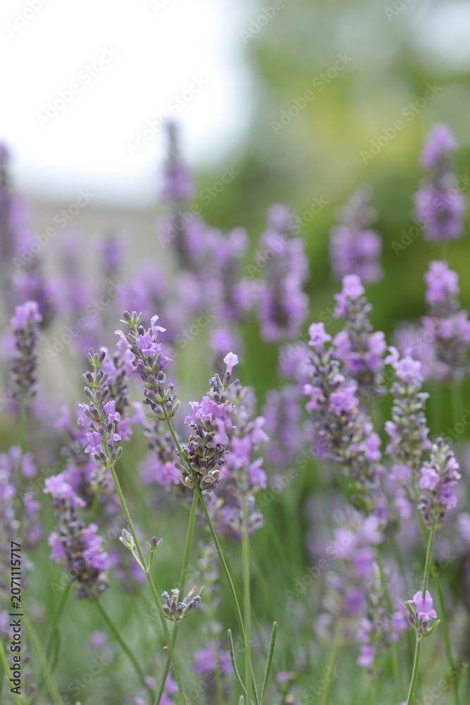 Obraz premium 初夏に咲くラベンダーの花 自然の風景 / Lavender Flowers Blooming in Early Summer Nature 