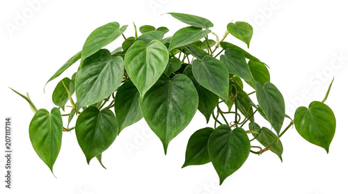 Heartleaf philodendron plant with trailing vines isolated on white background