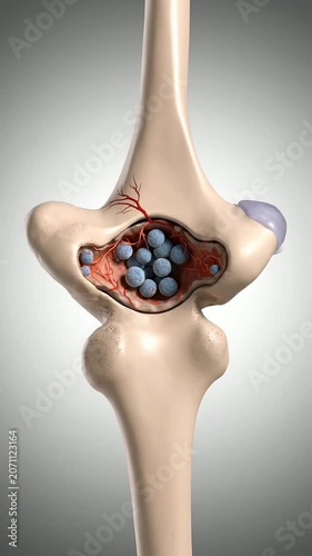 Realistic 3D Visualization of Human Knee Joint Anatomy Highlighting Cartilage, Ligaments, and Synovial Fluid in a Medical Education Context