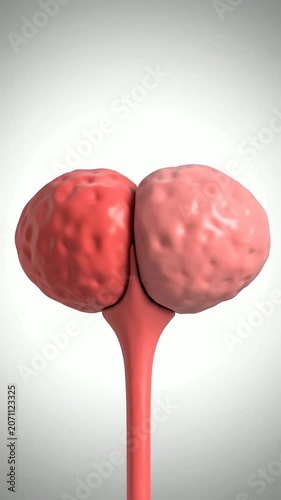 Realistic 4K Medical Visualization of Pituitary Gland Model with Anatomical Details and Soft Gradient Background for Educational Purposes