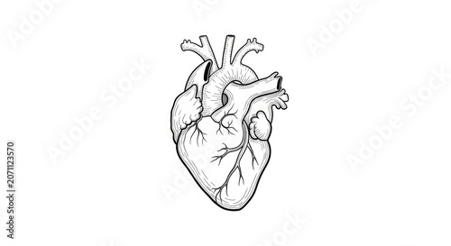 A detailed black and white line drawing depicts a human heart. The heart is rendered with intricate veins and arteries, showcasing its complex structure.