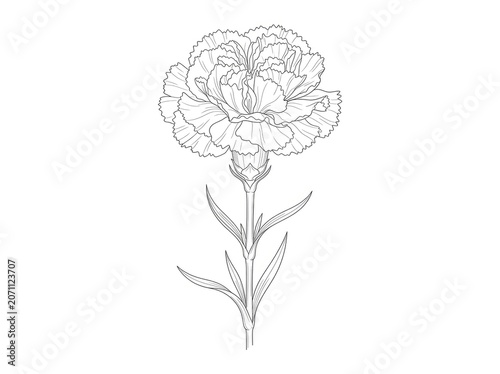 A detailed black and white line drawing depicts a single clove carnation flower. The flower’s petals are intricately layered, showcasing a delicate, ruffled texture.