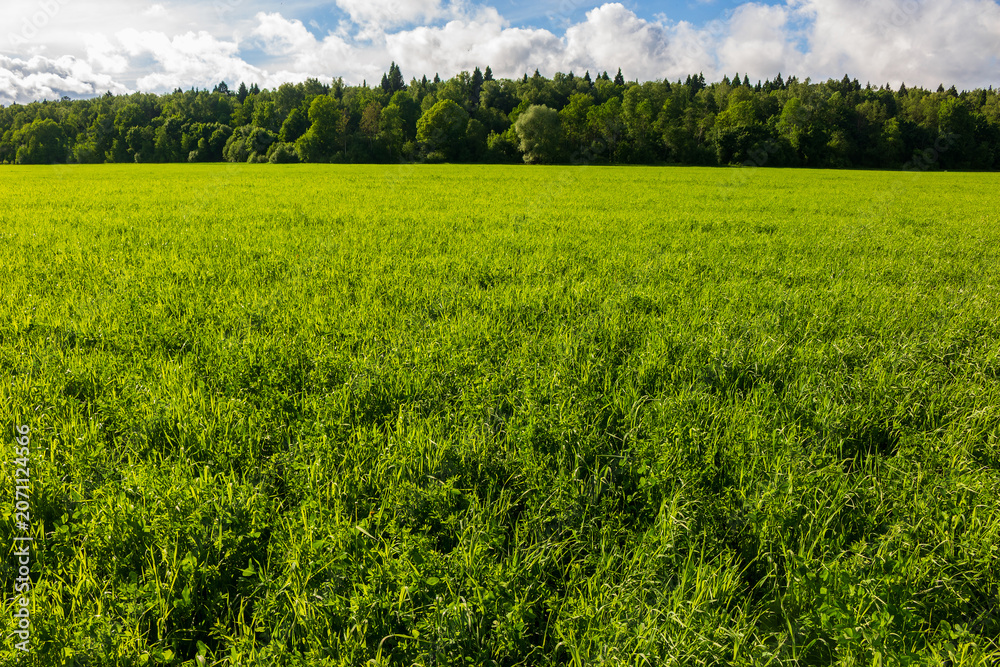 Fototapeta premium Vibrant lush green meadow basking under a bright sunny sky with fluffy clouds, creating a peaceful pastoral scene of wild summer grass in the countryside near a forest edge