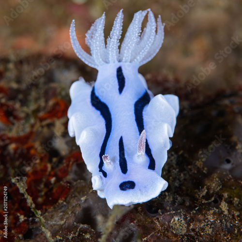 Canvas Print Close up of Chromodoris willani nudibranch crawling on reef in Anilao Philippine