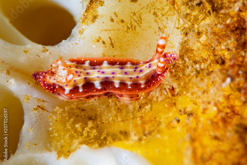 Colorful Hypselodoris maculosa nudibranch crawling on a sponge in Anilao Philippines
