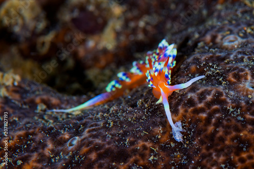 Foto Colorful Caloria indica nudibranch crawling on coral reef in Anilao Philippines