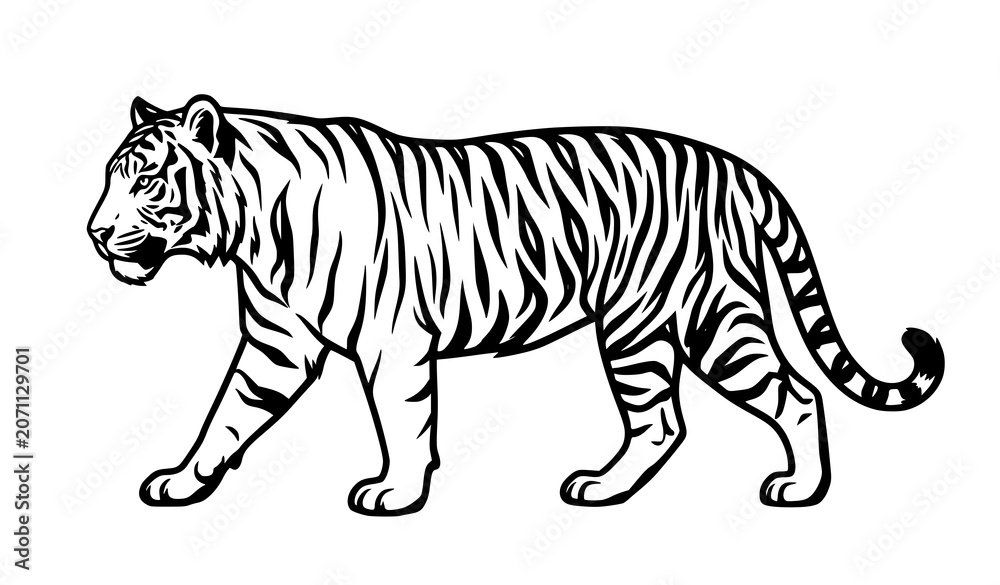 Obraz premium Majestic Walking Tiger Black and White Vector Illustration Wildlife Icon
