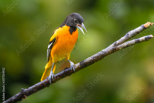 Photos Male Baltimore Oriole (Icterus galbula) calling with open beak on a branch in the rain, Costa Rica
