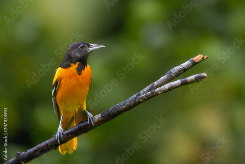 Photos Male Baltimore Oriole (Icterus galbula) perched on a bare branch in the rain, Costa Rica