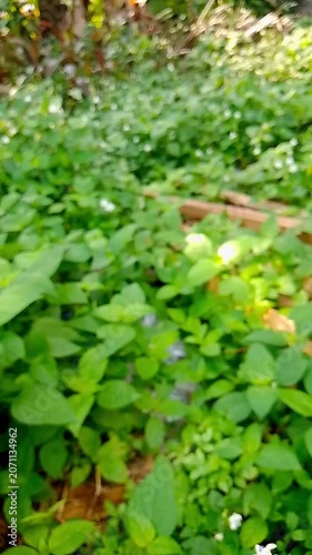 green leaves in the water