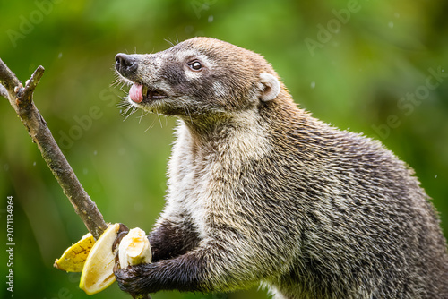 Tableau sur toile White-nosed coati eating banana in the rain, funny wild Nasua narica sticking tongue out in the jungle of Costa Rica
