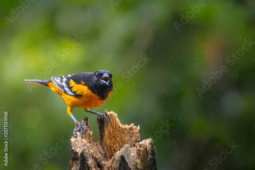 Foto Male Baltimore Oriole (Icterus galbula) singing with open beak on a stump in the rain, Costa Rica