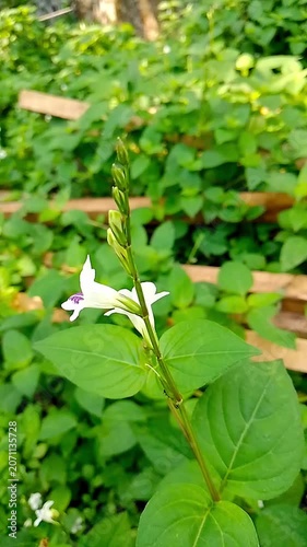 lily of the valley in the garden