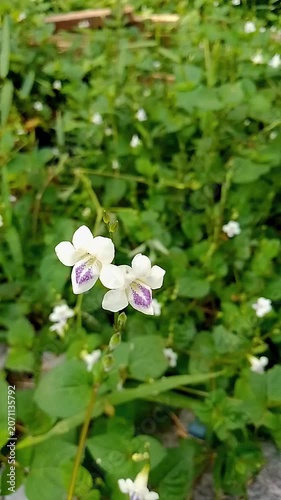 A beautiful white flower in the morning.
