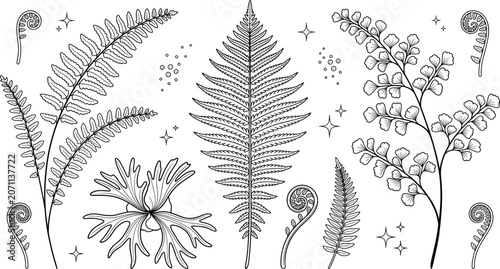 Quadro su tela Botanical fern frond line art collection featuring tropical forest leaves fiddle