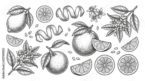 Obraz na płótnie Hand Drawn Citrus Fruit Collection with Lemons Oranges Blossoms and Slices in De