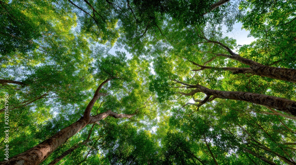 Fototapeta premium Sunlight filtering through a dense, verdant forest canopy
