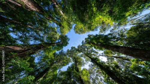 Upward view of lush green forest canopy against a vibrant blue sky