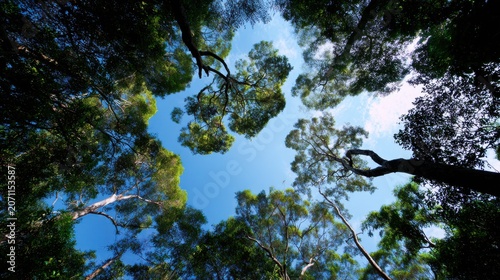 Looking up through a dense forest canopy towards a clear blue sky