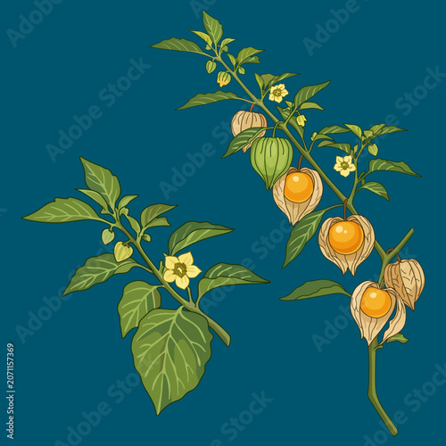Fotografía Vintage botanical illustration of cape gooseberry plant on blue background