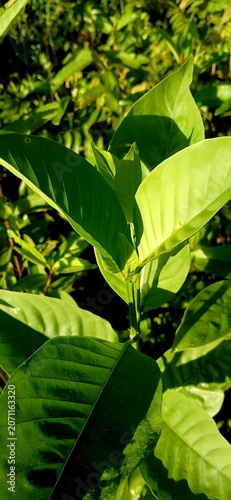 Vibrant green leaves of a tropical plant in natural sunlight.