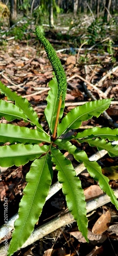 Young green aloe vera plant growing in dry soil garden bed.