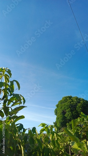 Lush green foliage against a bright clear blue sky backdrop.