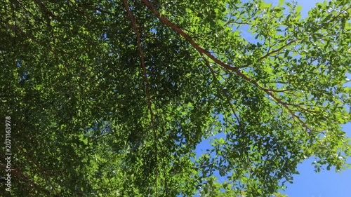 green leaves background