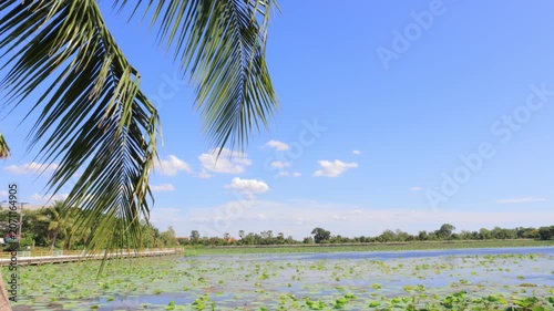 palm trees on the beach