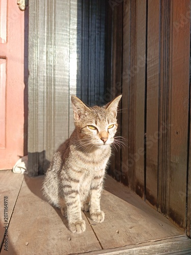 Curious ginger tabby cat sitting by wooden door in sunlight.