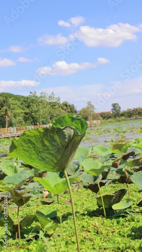 lake in the forest