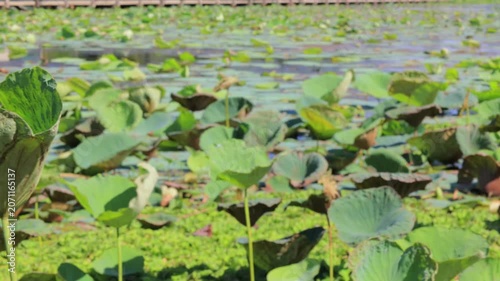 frog in the pond