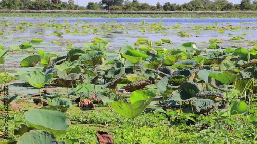 rice field in thailand